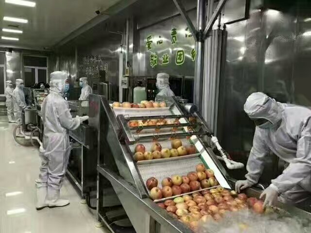蘋果清洗機(jī) 蘋果清洗流水線
